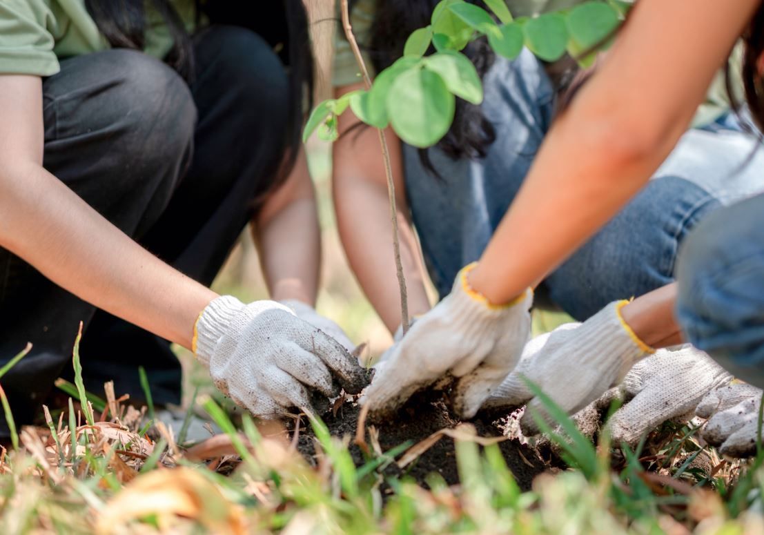 Gloved hands planting a young tree together during a tree planting at the Forest of Return